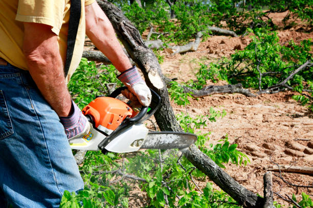 Best Organic Lawn Care Solutions  in Juno Beach, FL